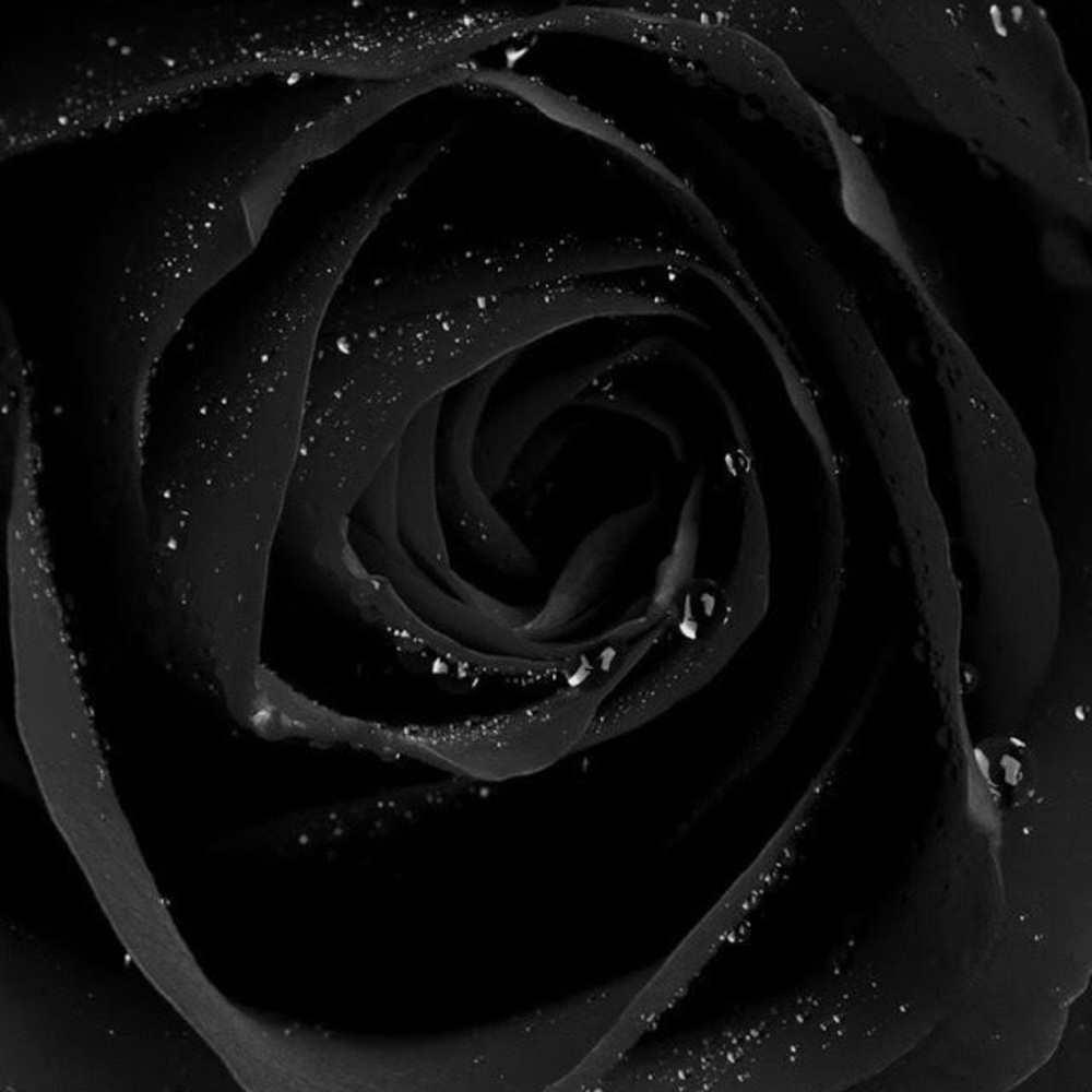 Meet your Posher, Zion